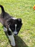 Border collie 11tyg samiec