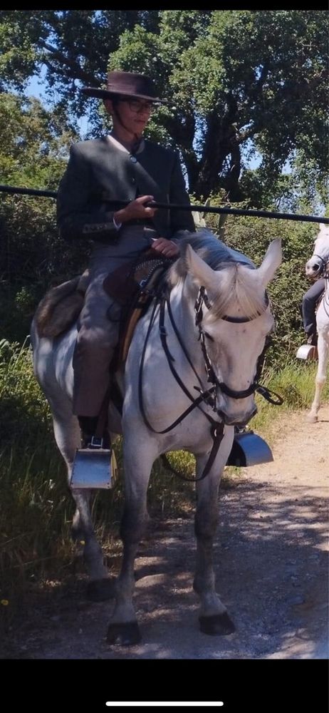 Cavalo cruzado com 14 anos