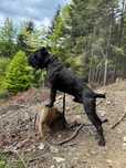 Zapowiedź miotu Cane Corso ZKwP/FCI - koniec czerwca 2025