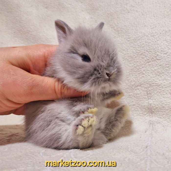 Мини карликовий кролик карликовый міні левоголовий карликовые карликов