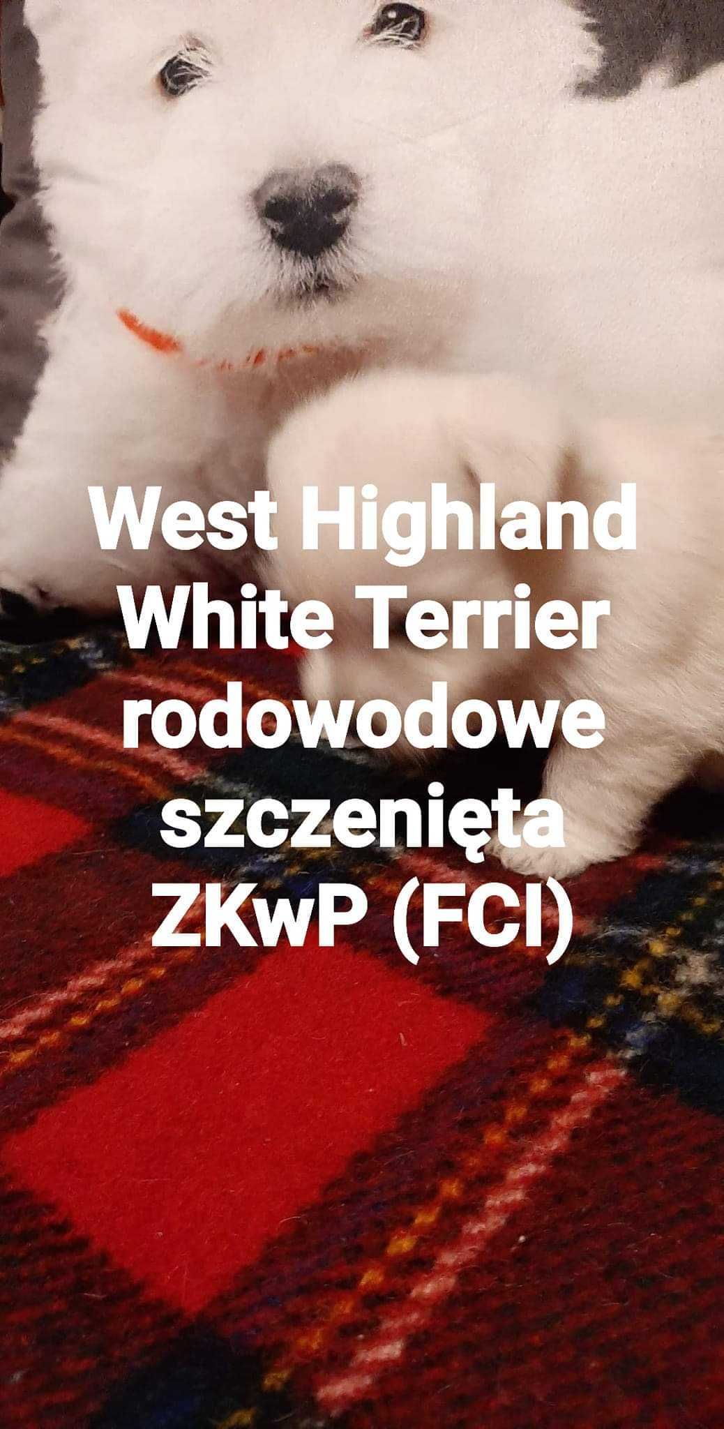 West Highland White Terrier FCI