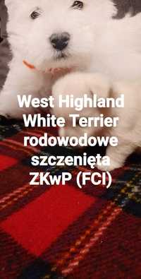 West Highland White Terrier FCI