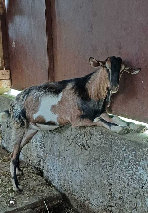 Коза, добра газонокосилка для подвір'я, товариська, трансгендерна.