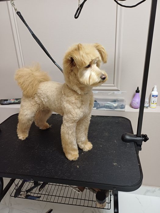 Грумінг Одеса.Запрошуємо на профнсійний грумінг ваших улюбленців!