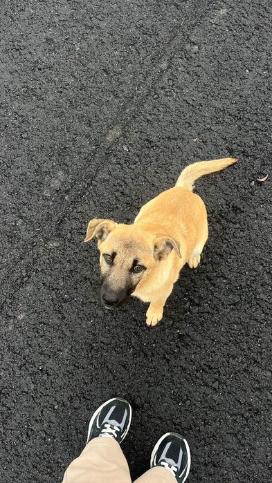 Цуценя дівчинка шукає дім