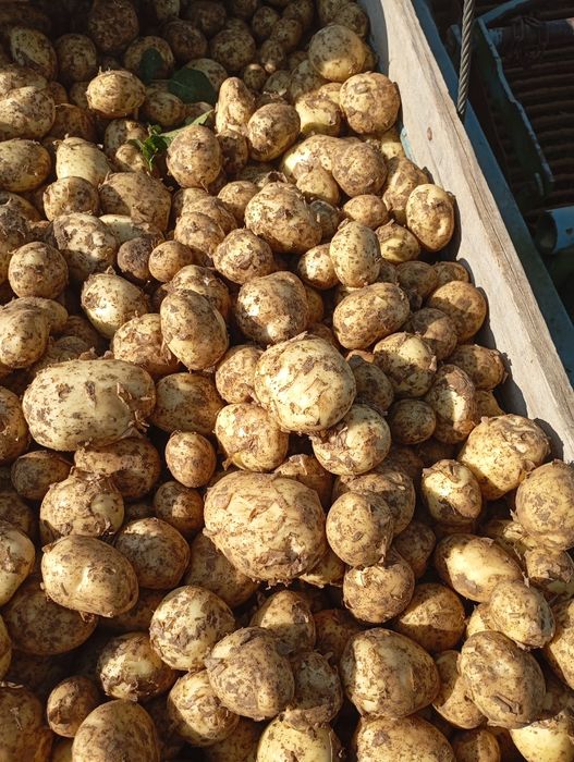 Ziemniaki Soraya Mariola Connect   Riviera Corina Colomba Ignacy