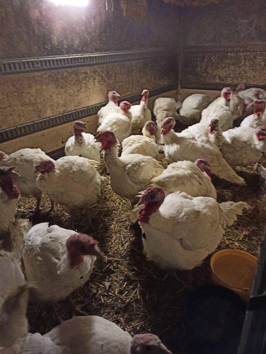 Indyki tuszka lub  żywiec