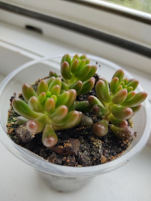 Оскулярія, цікавий непримхливий сукулент, цвіте бузковим