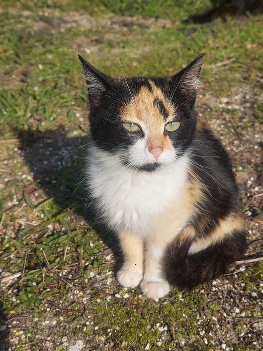 Gatos para adoção responsável