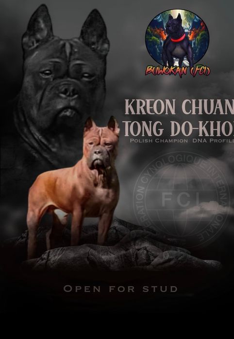 Chongqing Dog FCI