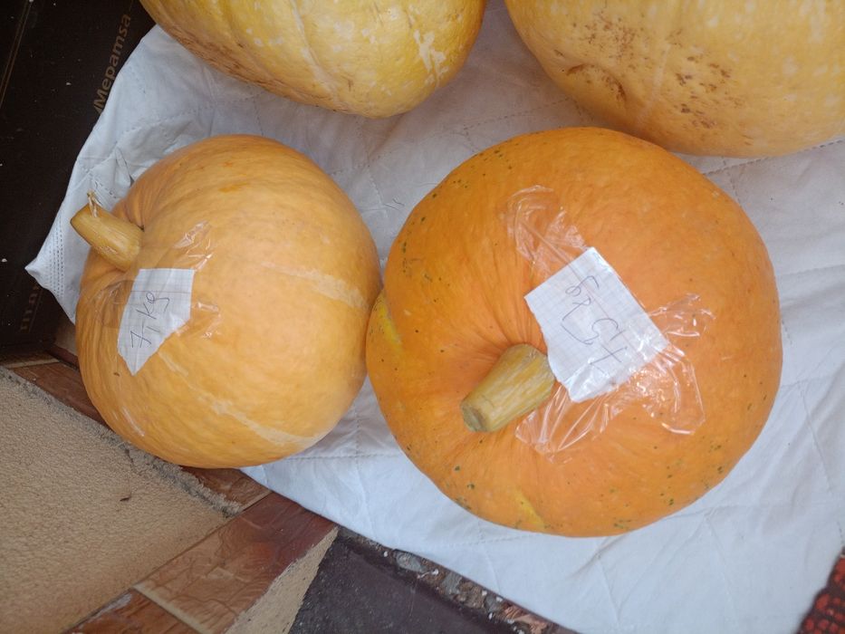 Dynie ekologiczne duże bio