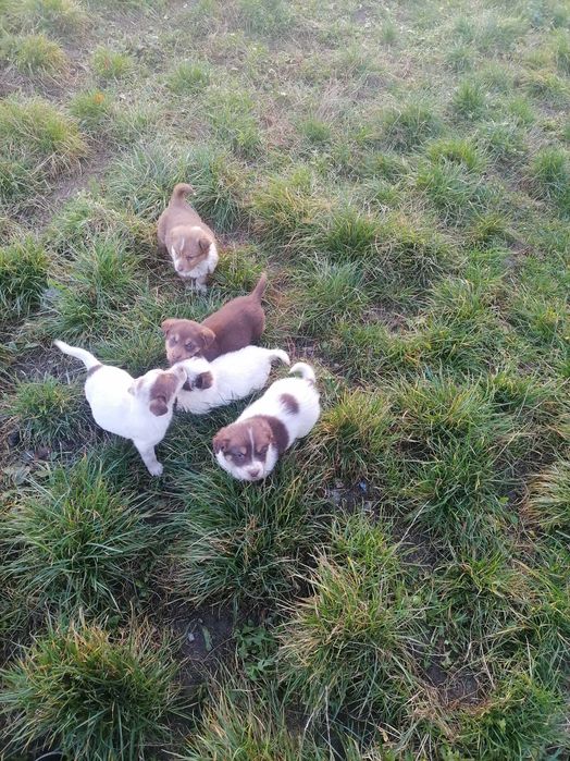 Piękne pieski zjawiskowe