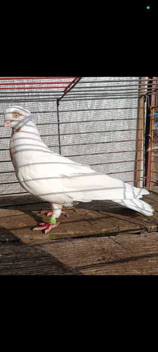 Gołębie zamojskie czubate