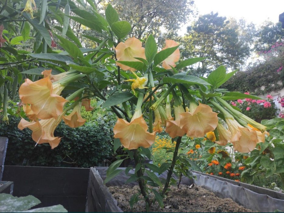 Brugmansja Datura Anielskie traby DS Zoulou