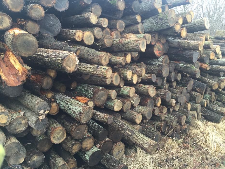 Słupki dębowe - akacjowe okorowane  (stemple, słupki ogrodzeniowe,