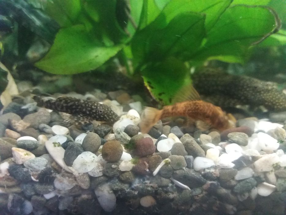 Анцитрус чистильщик и Гуппи