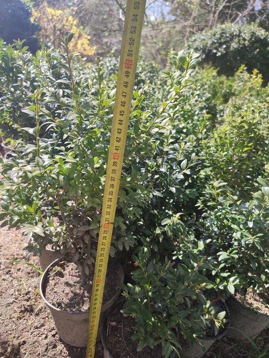 Bukszpan wiecznie zielony donica 50-60cm