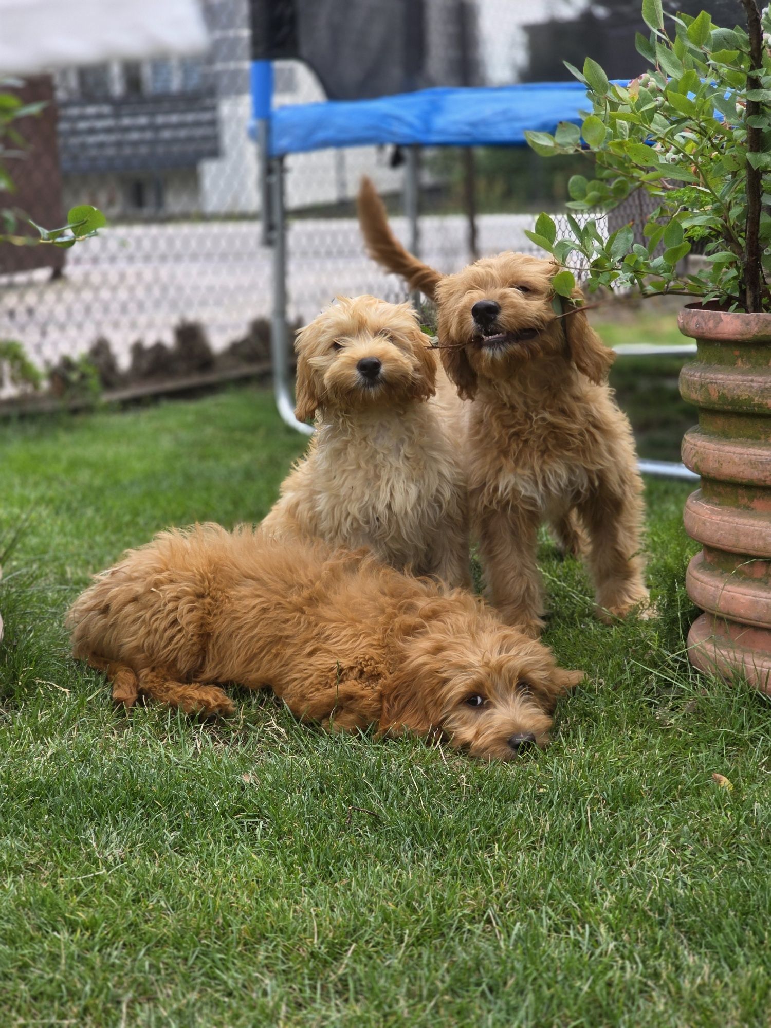 Goldendoodle piesek f1 standard i mini