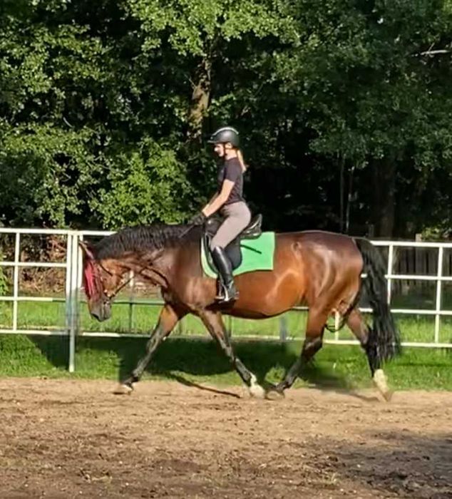 klacz do sportu rekreacji