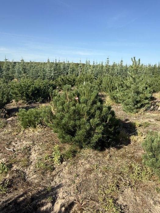 Sosna Kosodrzewina z bryłą z plantacji, o wysokości 1-1.5m Sadzenie