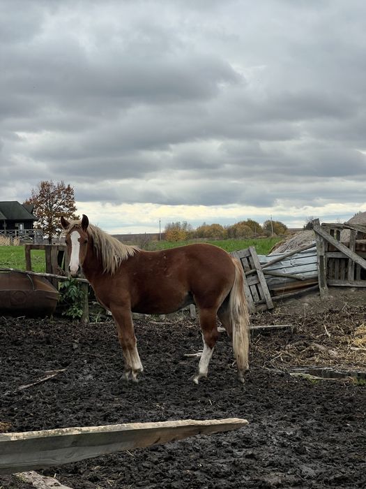 Продаються лошата