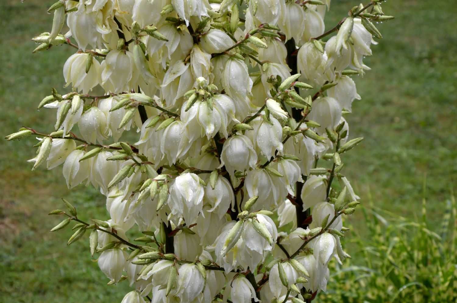 Juka Karolinska Ogrodowa - Yucca Filamentosa