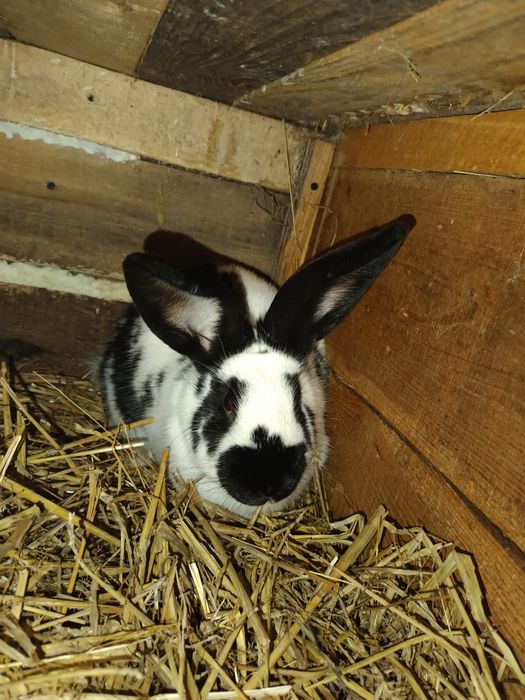 Królik na sprzedaż-Srokacz niemiecki