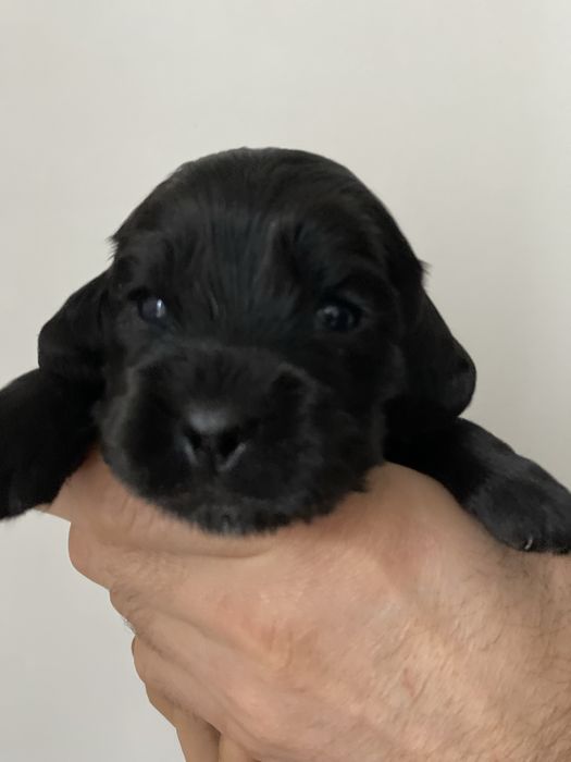 Бронь цуценят спаніеля