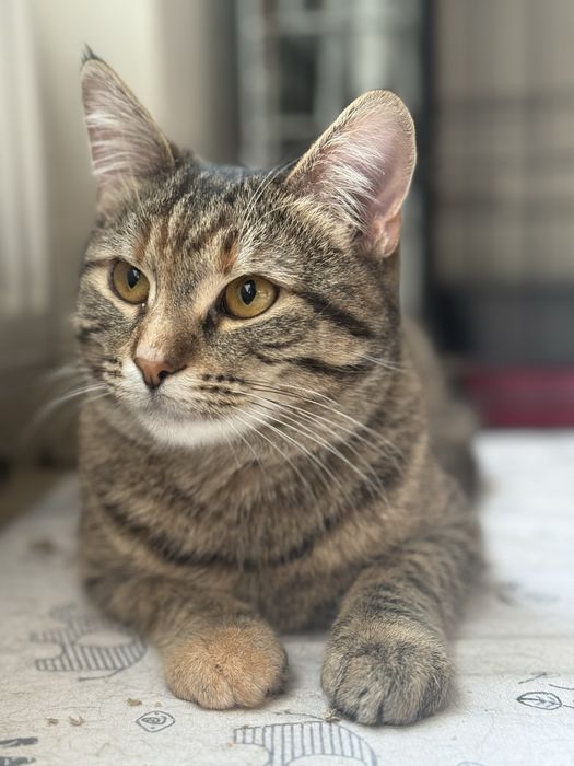 Коця в добрі руки