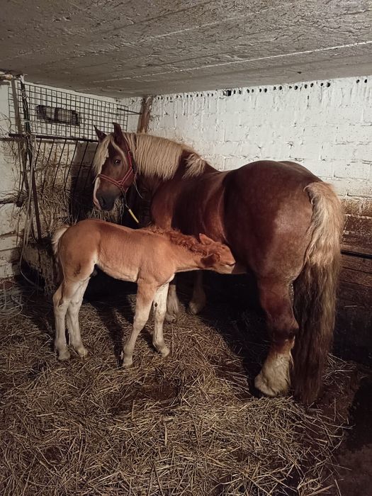 Klacz zimnokrwista kasztana