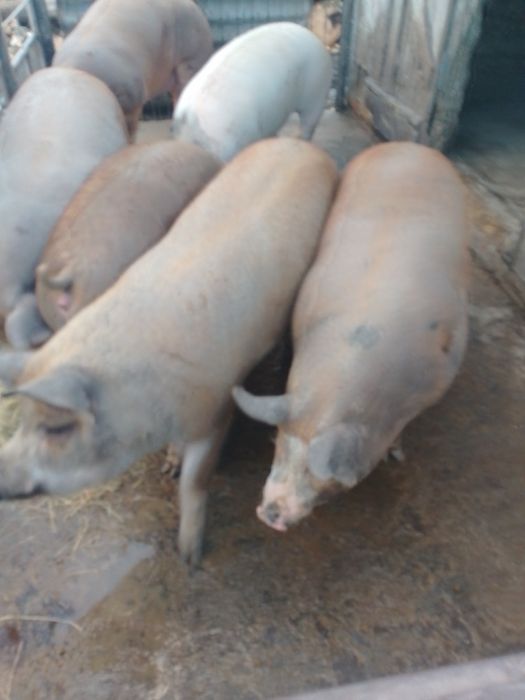 Продам свиней живою вагою