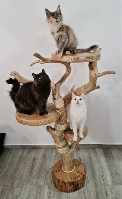 Naturalny Drapak Dla Kota Z Drewna Lina Sizalowa Hamak Kocie Drzewko