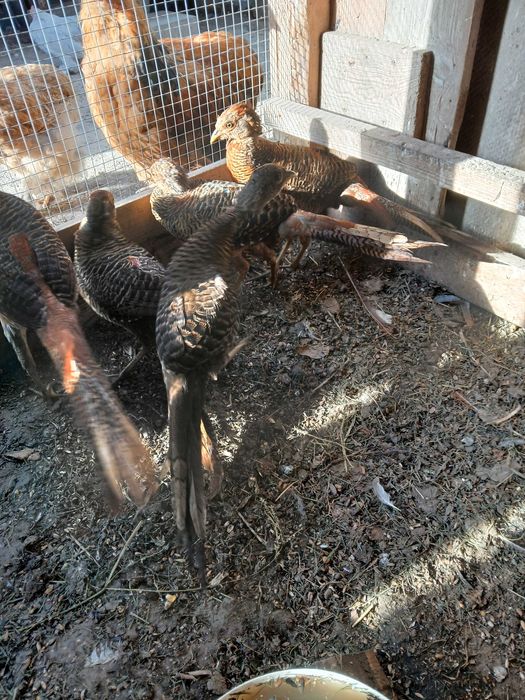 Bazanty zlote mlode 2025