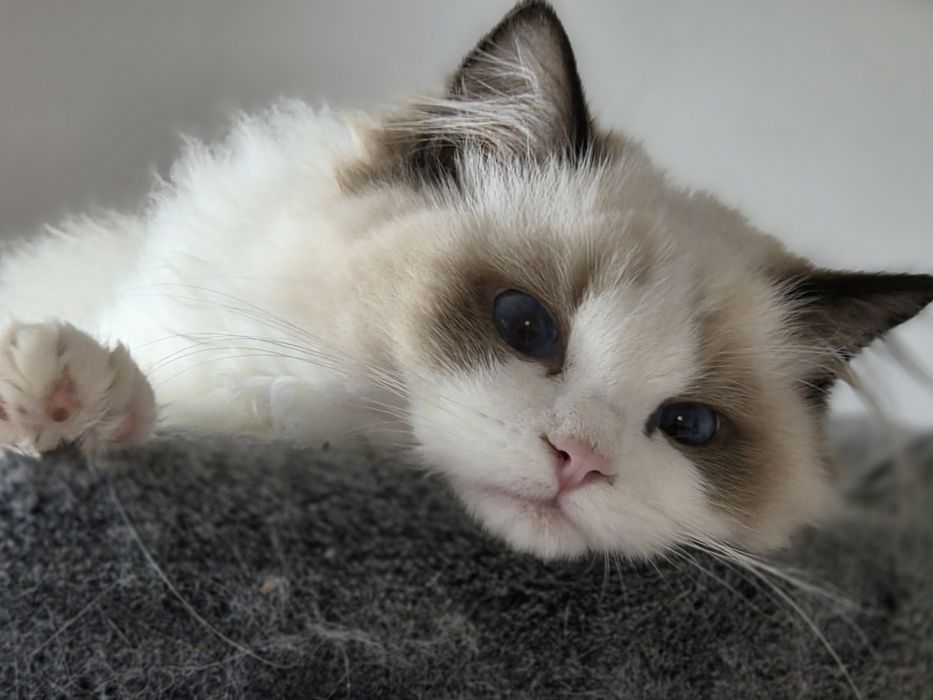 Kotka RAGDOLL  rodowód FPL