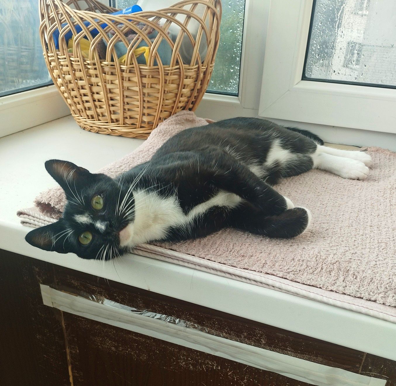 Котик шукає дім (чорний з білим)