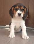 Szczeniak Beagle