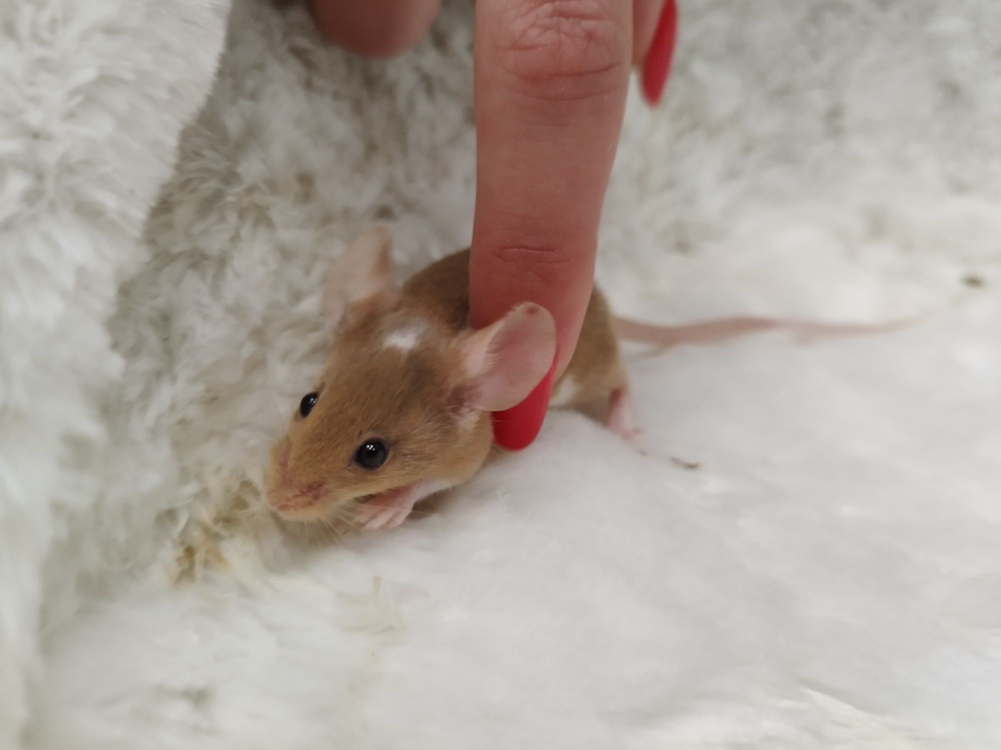 Mysz Dumbo Satine Gold (samica) MASSON