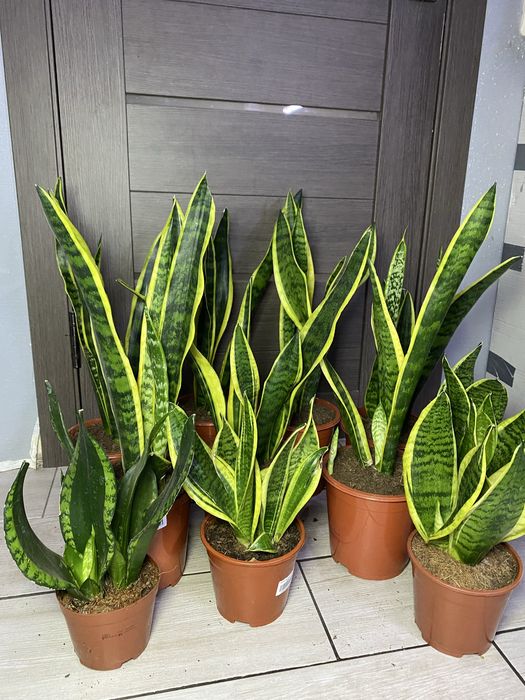 Аглонема Кротон Калатея Дифенбафія Сансівієрія Фікус  Маранта