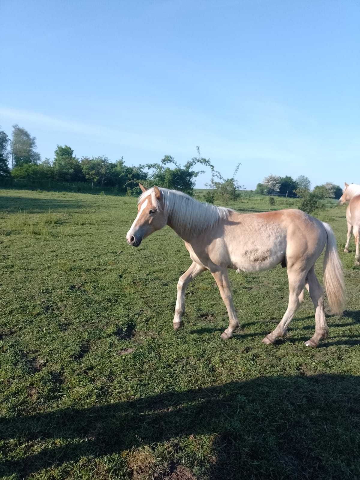 Koń ogier haflinger