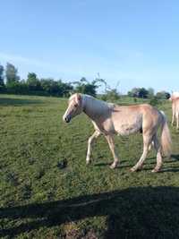 Koń ogier haflinger