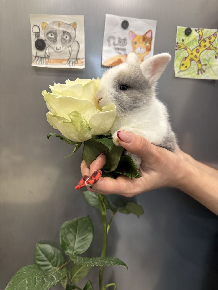 Крольчата короткоушки  Мини Лоп, карликовый декоративный кролик