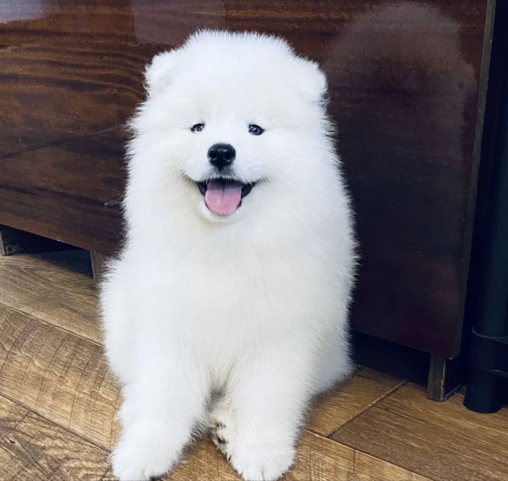 Samoyed szczeniak gotowy do odbioru