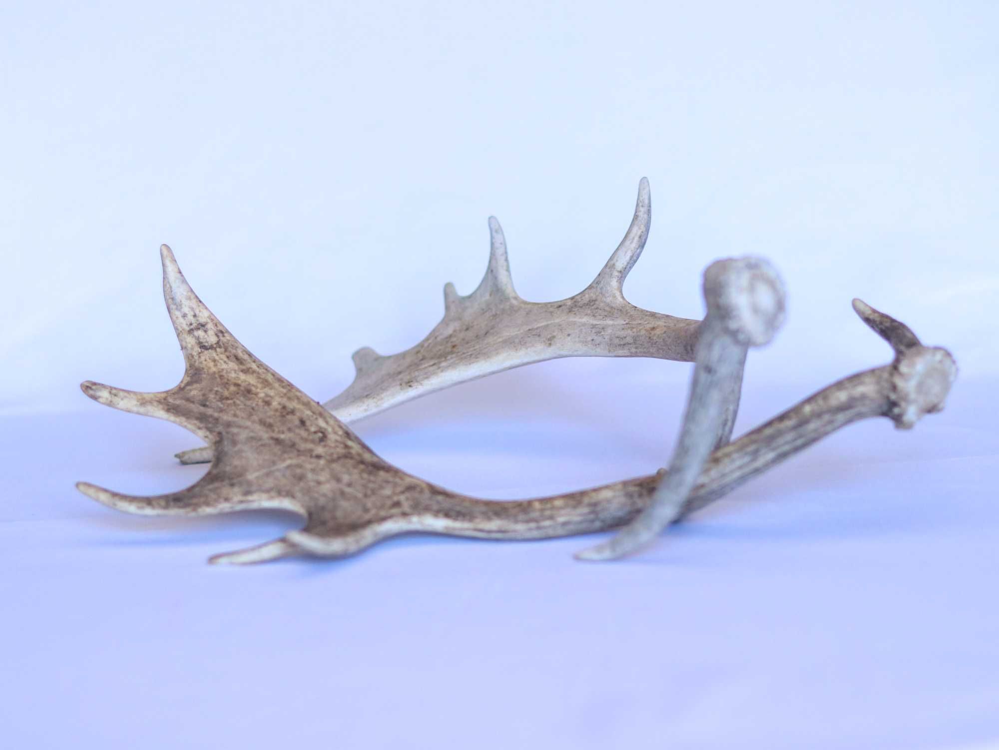 Chifres de Gamo, espécie "Dama Dama".