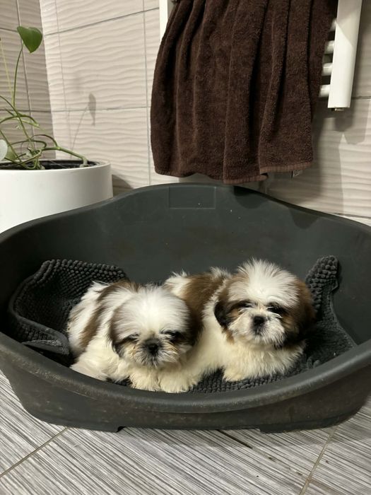 Shih tzu z rodowodem