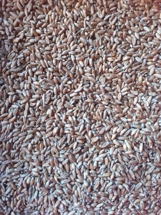 Pszenżyto ozime Rotondo