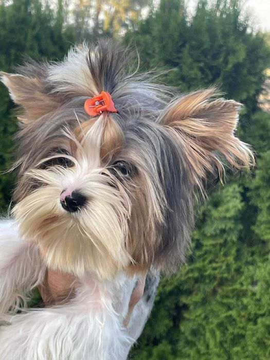 Bluberry yorkshire terrier miniaturka biewer 1 ,20 kg paszport