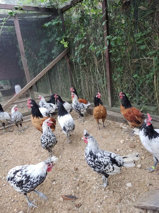 Kury ozdobne koguty lakenfelder vorwerk, włoszka i appenzeller