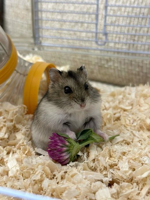 Приймаю замовлення на джунгарських хом’ячків!