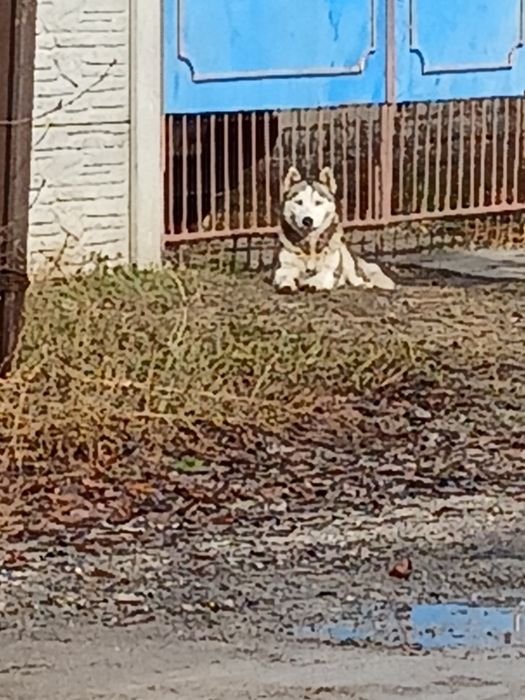 Чья собака потерялась Хаски?