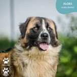 OTOZ TCZEW - ALOES - szuka domu!